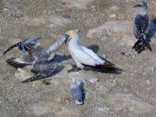 Gannets