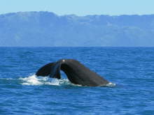 Sperm Whale