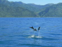 Dusky Dolphins