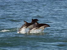 Dusky Dolphins