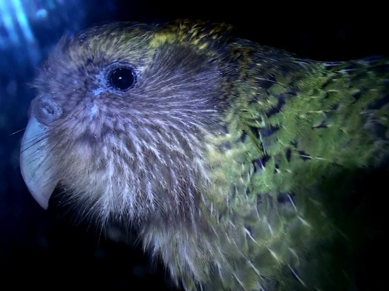 Kakapo 