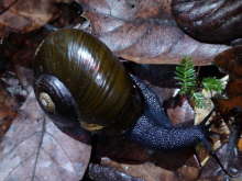 Kauri Snail