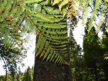 Kauri Grove