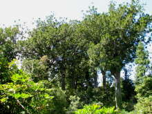 Kauri Grove