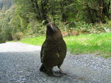 Kea