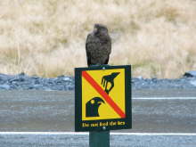 Kea