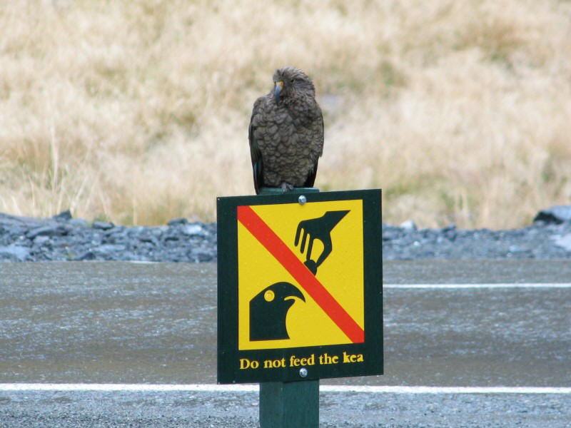 Kea
