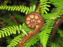 Koru