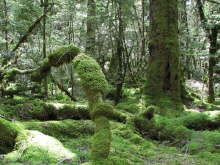 Lake Gunn Nature Walk