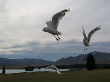 Lake Tekapo