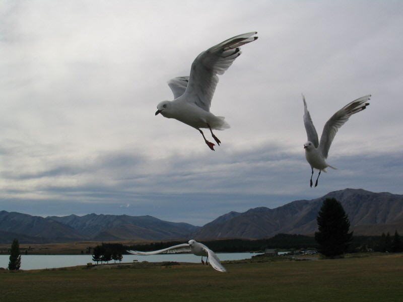 Lake Tekapo