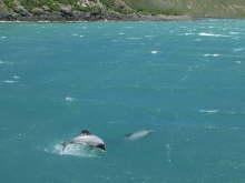 Hectors Dolphins