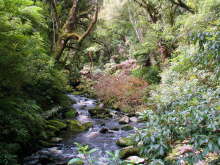 Tautuku River