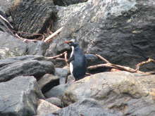 Fiordland Crested Penguin