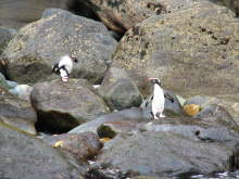 Fiordland Crested Penguins