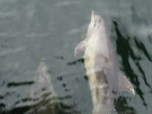 Bottlenose Dolphins