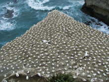 Muriwai Beach