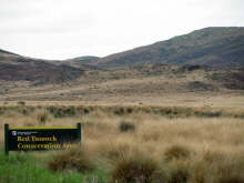 Red Tussock