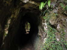 Ruakuri Bushwalk