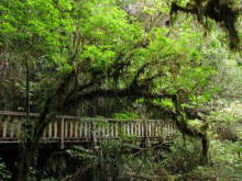 Ruakuri Bushwalk