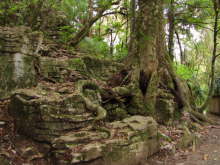 Ruakuri Bushwalk