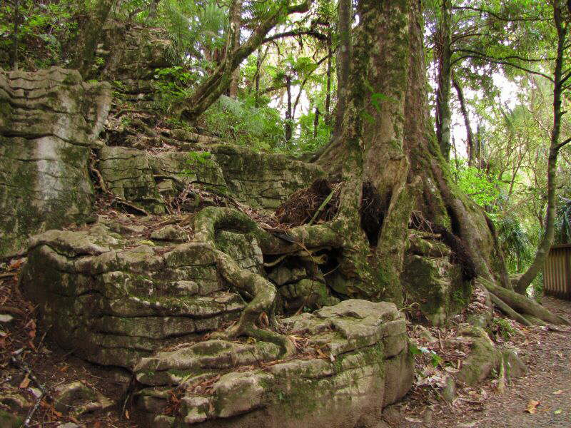 Ruakuri Bushwalk