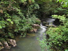 Ruakuri Bushwalk