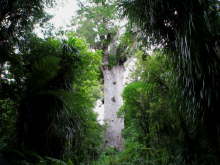 Tane Mahuta