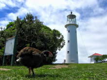 Tiritiri Matangi