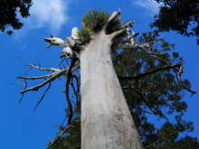 Trounson Kauri Park