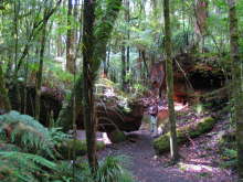 Trounson Kauri Park