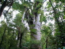 Trounson Kauri Park