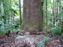 Trounson Kauri Park