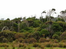 Coastal Rain Forest