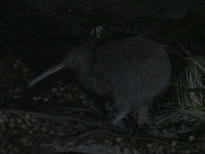 Tokoeka auf Stewart Island