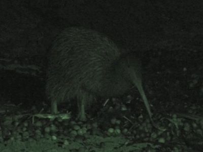 Tokoeka auf Stewart Island